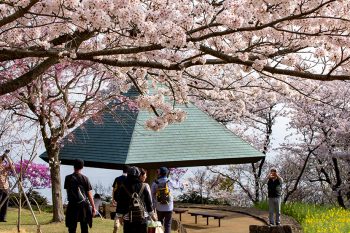 吾妻山公園の桜