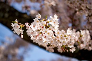 吾妻山公園の桜