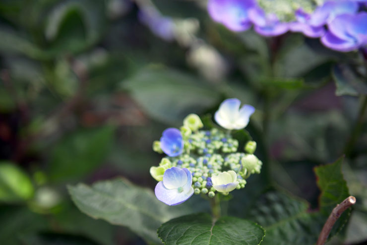 横須賀しょうぶ園紫陽花
