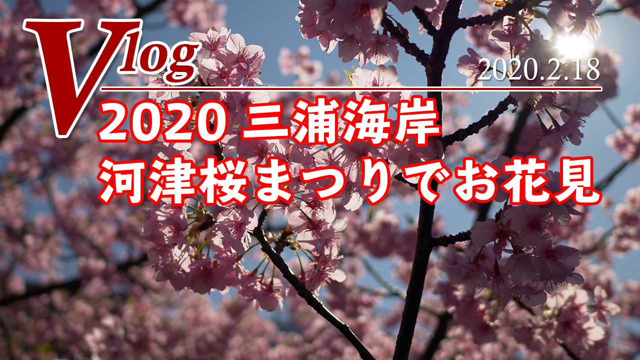 三浦海岸 河津桜 2020