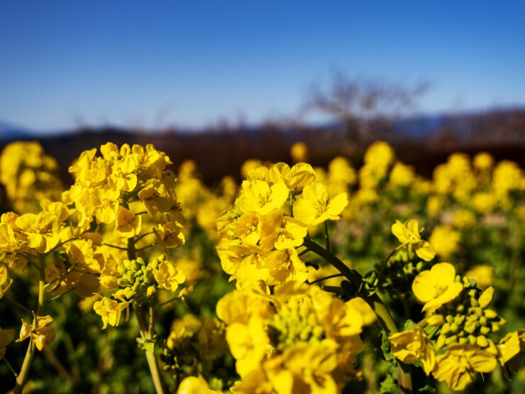 吾妻山の菜の花
