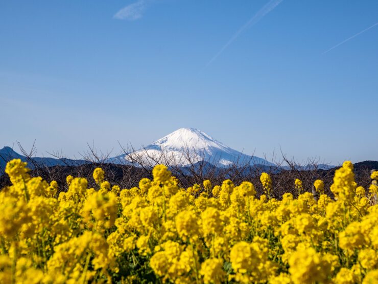 吾妻山の菜の花と富士山