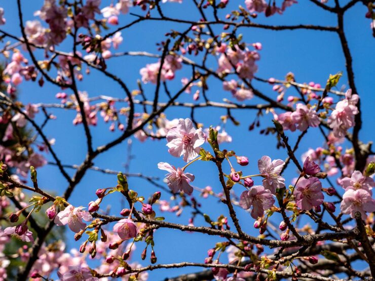 吾妻神社の河津桜