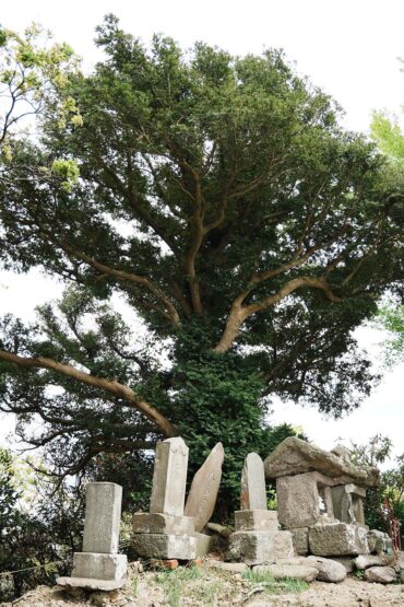 三浦富士